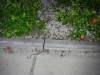 rattler2.jpg