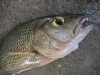 imgp0506.jpg