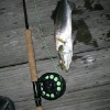 trout