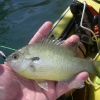 perch.jpg